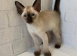 Bobby - Siamese Cat For Sale - Miami&comma; FL&comma; US