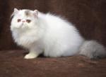 Sapphir - Persian Cat For Sale - Hollywood&comma; FL&comma; US