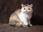 Emma - Exotic Cat For Sale - Norwalk&comma; CT&comma; US