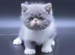 Krosh - Exotic Cat For Sale - Norwalk&comma; CT&comma; US