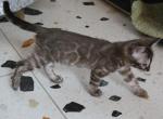 Gaby - Bengal Cat For Sale - Norwalk&comma; CT&comma; US