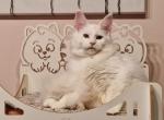 Snezhana - Maine Coon Cat For Sale - Miami&comma; FL&comma; US