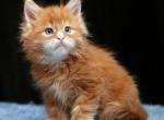 Jackson - Maine Coon Cat For Sale - Miami&comma; FL&comma; US