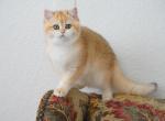 Shantaren Shakh Carmin ny12 - British Shorthair Cat For Sale - CA&comma; US