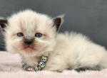 Daisy - Munchkin Cat For Sale - Neosho&comma; MO&comma; US