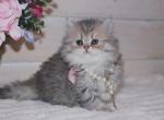 Blue golden spotted tabby Scottish Straight girl - Scottish Straight Cat For Sale - Spokane&comma; WA&comma; US