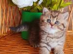Tosya - British Shorthair Cat For Sale - Miami&comma; FL&comma; US