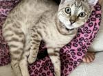 Maple - Bengal Cat For Sale - Carrollton&comma; TX&comma; US