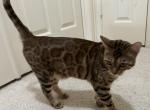 Azalea - Bengal Cat For Sale - Carrollton&comma; TX&comma; US