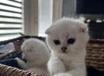 Scottish Folds Litter of 4 - Scottish Fold Cat For Sale - Richmond&comma; TX&comma; US