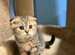 Simba - Scottish Fold Cat For Sale - Renton&comma; WA&comma; US