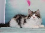 Antey - Siberian Cat For Sale - Norwalk&comma; CT&comma; US