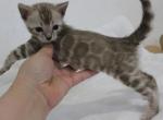Femme Fatale - Bengal Cat For Sale - Norwalk&comma; CT&comma; US