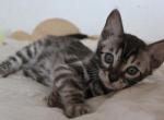 Gambit - Bengal Cat For Sale - Norwalk&comma; CT&comma; US