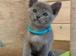 Inessa - Burmese Cat For Sale - Pembroke Pines&comma; FL&comma; US
