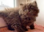 Lexus - British Shorthair Cat For Sale - Hollywood&comma; FL&comma; US