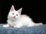 Hollywood Polydactyl - Maine Coon Cat For Sale - Miami&comma; FL&comma; US
