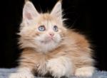 Holly Polydactyl - Maine Coon Cat For Sale - Miami&comma; FL&comma; US