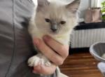 Sealpoint kittens - Ragdoll Cat For Sale - Mount Joy&comma; PA&comma; US