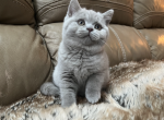 BB Male - British Shorthair Cat For Sale - Providence, RI, US