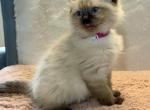 Pansy - Ragdoll Cat For Sale - Mount Joy&comma; PA&comma; US