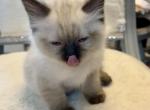 Pebbles - Ragdoll Cat For Sale - Mount Joy&comma; PA&comma; US