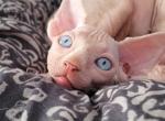 Booba - Sphynx Cat For Sale - Abington&comma; PA&comma; US