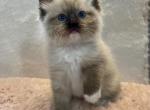 Pearl - Ragdoll Cat For Sale - Mount Joy&comma; PA&comma; US