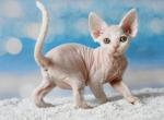 Dakota - Devon Rex Cat For Sale - Norwalk&comma; CT&comma; US