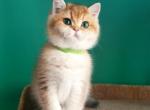 Qvinsi - British Shorthair Cat For Sale - Hollywood&comma; FL&comma; US