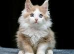 Freya - Maine Coon Cat For Sale - Miami&comma; FL&comma; US