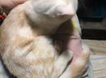 George Half off summer sale - British Shorthair Cat For Sale - Elmhurst&comma; NY&comma; US