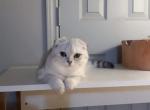 Pearl - Scottish Fold Cat For Sale - Elmhurst&comma; NY&comma; US