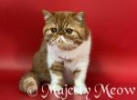 Felex - Exotic Cat For Sale - Yucca Valley&comma; CA&comma; US