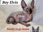 Sphynx Boy ELVIS Ready to go home now - Sphynx Cat For Sale - Lockport&comma; IL&comma; US