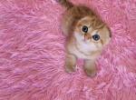 Leon - Scottish Fold Cat For Sale - Philadelphia&comma; PA&comma; US