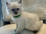 Milo - Ragdoll Cat For Sale - Mount Joy&comma; PA&comma; US