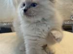 Parker - Ragdoll Cat For Sale - Mount Joy&comma; PA&comma; US