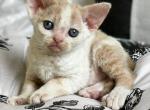 Maxwell - Devon Rex Cat For Sale - Norwalk&comma; CT&comma; US