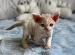 Miriam - Devon Rex Cat For Sale - Norwalk&comma; CT&comma; US