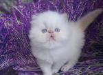 Pushkek - Persian Cat For Sale - Hollywood&comma; FL&comma; US