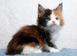 Julie Polycoon - Maine Coon Cat For Sale - Miami&comma; FL&comma; US