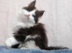 Justin Polycoon - Maine Coon Cat For Sale - Miami&comma; FL&comma; US