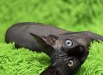 Orcus - Sphynx Cat For Sale - Mundelein&comma; IL&comma; US