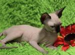 Tilda - Sphynx Cat For Sale - Mundelein&comma; IL&comma; US
