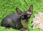 Eva - Sphynx Cat For Sale - Mundelein&comma; IL&comma; US