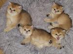 Kittens litter - British Shorthair Cat For Sale - Los Angeles&comma; CA&comma; US