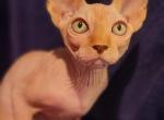 Alex - Sphynx Cat For Sale - Mundelein&comma; IL&comma; US