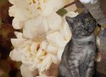 Baron - British Shorthair Cat For Sale - Philadelphia&comma; PA&comma; US