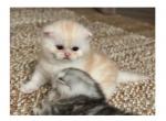 George Half off summer sale - British Shorthair Cat For Sale - Elmhurst&comma; NY&comma; US